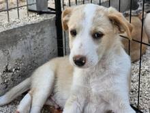 ETHAN, Hund, Mischlingshund in Italien - Bild 38