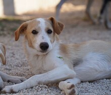 ETHAN, Hund, Mischlingshund in Italien - Bild 4