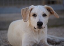 EVELINE, Hund, Mischlingshund in Italien - Bild 10