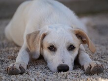 EVELINE, Hund, Mischlingshund in Italien - Bild 11