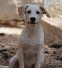 EVELINE, Hund, Mischlingshund in Italien - Bild 12