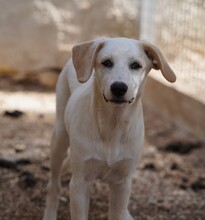 EVELINE, Hund, Mischlingshund in Italien - Bild 13