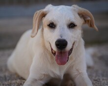 EVELINE, Hund, Mischlingshund in Italien - Bild 14