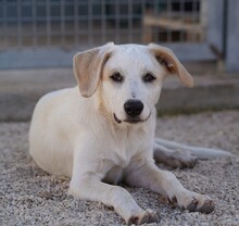 EVELINE, Hund, Mischlingshund in Italien - Bild 15