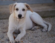 EVELINE, Hund, Mischlingshund in Italien - Bild 16