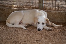 EVELINE, Hund, Mischlingshund in Italien - Bild 17