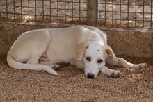 EVELINE, Hund, Mischlingshund in Italien - Bild 18