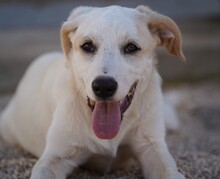 EVELINE, Hund, Mischlingshund in Italien - Bild 19