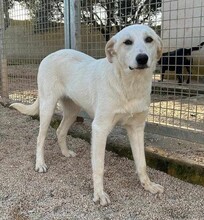 EVELINE, Hund, Mischlingshund in Italien - Bild 2