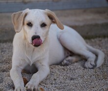 EVELINE, Hund, Mischlingshund in Italien - Bild 20