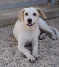 EVELINE, Hund, Mischlingshund in Italien - Bild 21