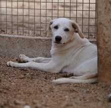 EVELINE, Hund, Mischlingshund in Italien - Bild 22