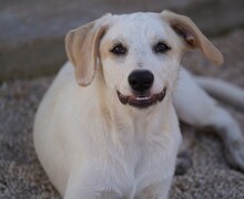 EVELINE, Hund, Mischlingshund in Italien - Bild 23