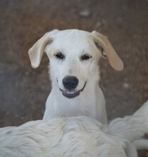 EVELINE, Hund, Mischlingshund in Italien - Bild 24