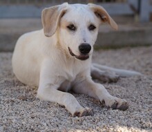 EVELINE, Hund, Mischlingshund in Italien - Bild 25