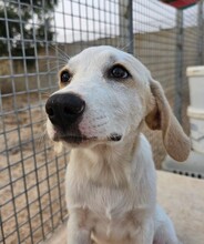 EVELINE, Hund, Mischlingshund in Italien - Bild 26