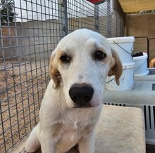 EVELINE, Hund, Mischlingshund in Italien - Bild 27