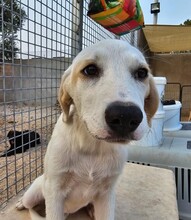 EVELINE, Hund, Mischlingshund in Italien - Bild 30