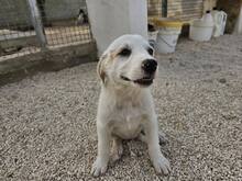 EVELINE, Hund, Mischlingshund in Italien - Bild 33