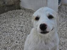 EVELINE, Hund, Mischlingshund in Italien - Bild 35