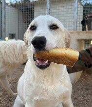 EVELINE, Hund, Mischlingshund in Italien - Bild 4