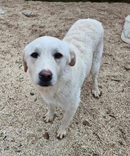 ETTORE, Hund, Mischlingshund in Italien - Bild 10