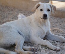 ETTORE, Hund, Mischlingshund in Italien - Bild 11