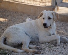 ETTORE, Hund, Mischlingshund in Italien - Bild 12