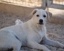 ETTORE, Hund, Mischlingshund in Italien - Bild 13