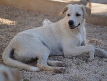 ETTORE, Hund, Mischlingshund in Italien - Bild 14