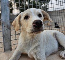 ETTORE, Hund, Mischlingshund in Italien - Bild 15