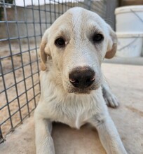 ETTORE, Hund, Mischlingshund in Italien - Bild 16