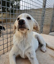 ETTORE, Hund, Mischlingshund in Italien - Bild 17