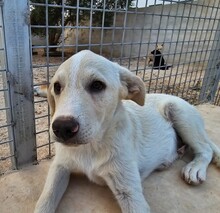 ETTORE, Hund, Mischlingshund in Italien - Bild 18