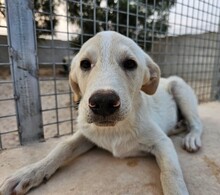 ETTORE, Hund, Mischlingshund in Italien - Bild 19