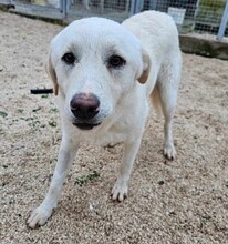 ETTORE, Hund, Mischlingshund in Italien - Bild 2