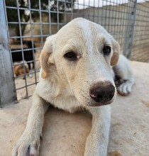 ETTORE, Hund, Mischlingshund in Italien - Bild 20