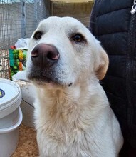 ETTORE, Hund, Mischlingshund in Italien - Bild 23