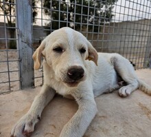 ETTORE, Hund, Mischlingshund in Italien - Bild 24