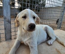 ETTORE, Hund, Mischlingshund in Italien - Bild 25