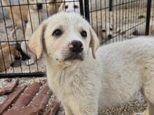 ETTORE, Hund, Mischlingshund in Italien - Bild 26