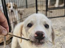 ETTORE, Hund, Mischlingshund in Italien - Bild 27