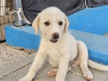 ETTORE, Hund, Mischlingshund in Italien - Bild 28