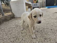 ETTORE, Hund, Mischlingshund in Italien - Bild 29