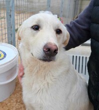 ETTORE, Hund, Mischlingshund in Italien - Bild 3