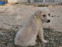 ETTORE, Hund, Mischlingshund in Italien - Bild 30