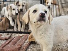 ETTORE, Hund, Mischlingshund in Italien - Bild 34