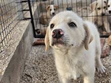 ETTORE, Hund, Mischlingshund in Italien - Bild 35