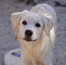 ELISABETH, Hund, Mischlingshund in Italien - Bild 10