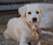 ELISABETH, Hund, Mischlingshund in Italien - Bild 11